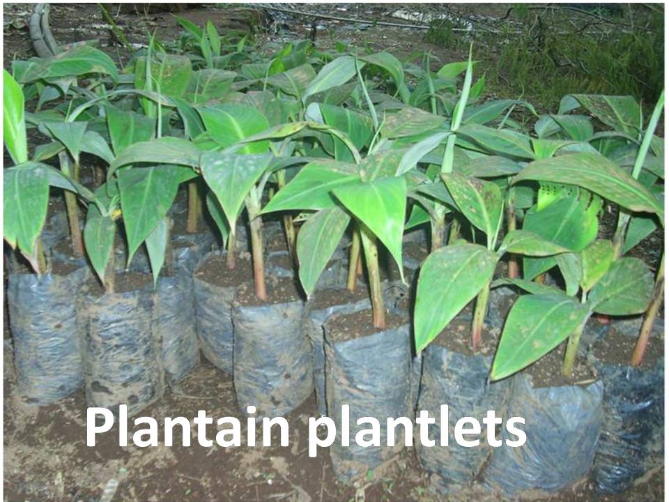 Plantain Multiplication
