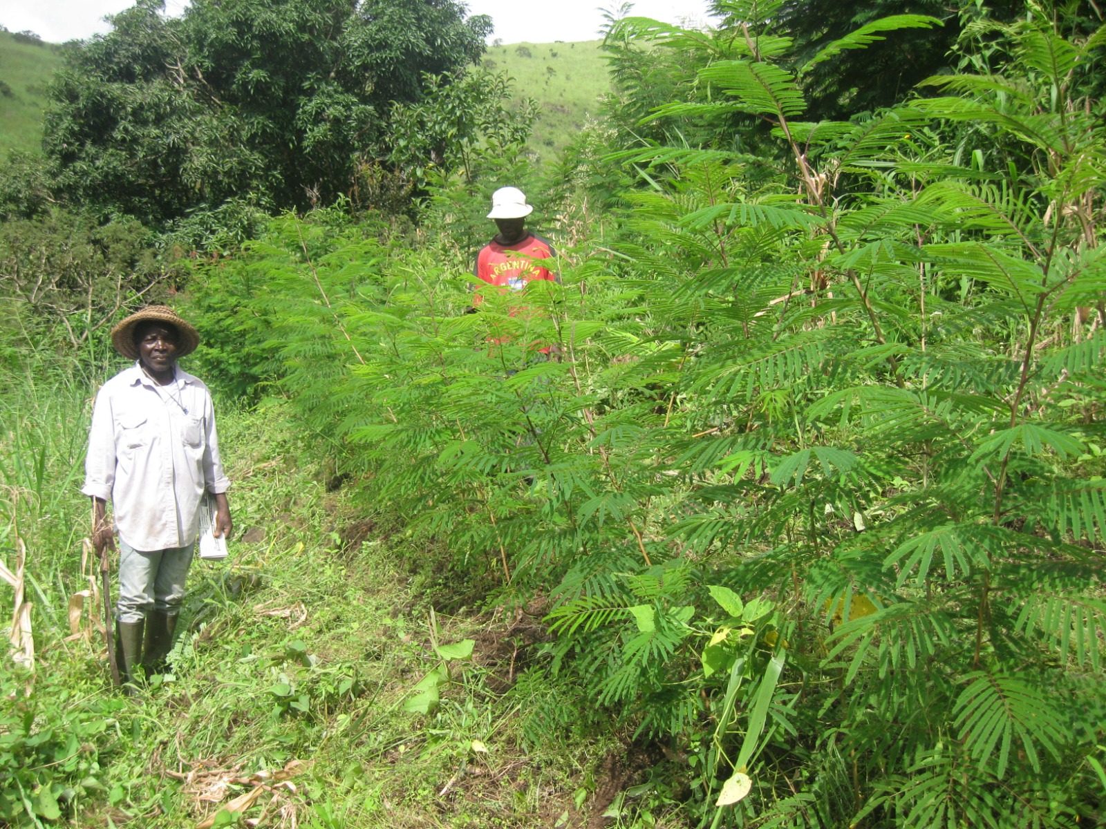 Moringa Programme